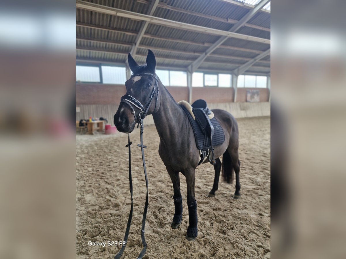 More ponies/small horses Mare 14 years 14,2 hh Black in Alzenau in Unterfranken