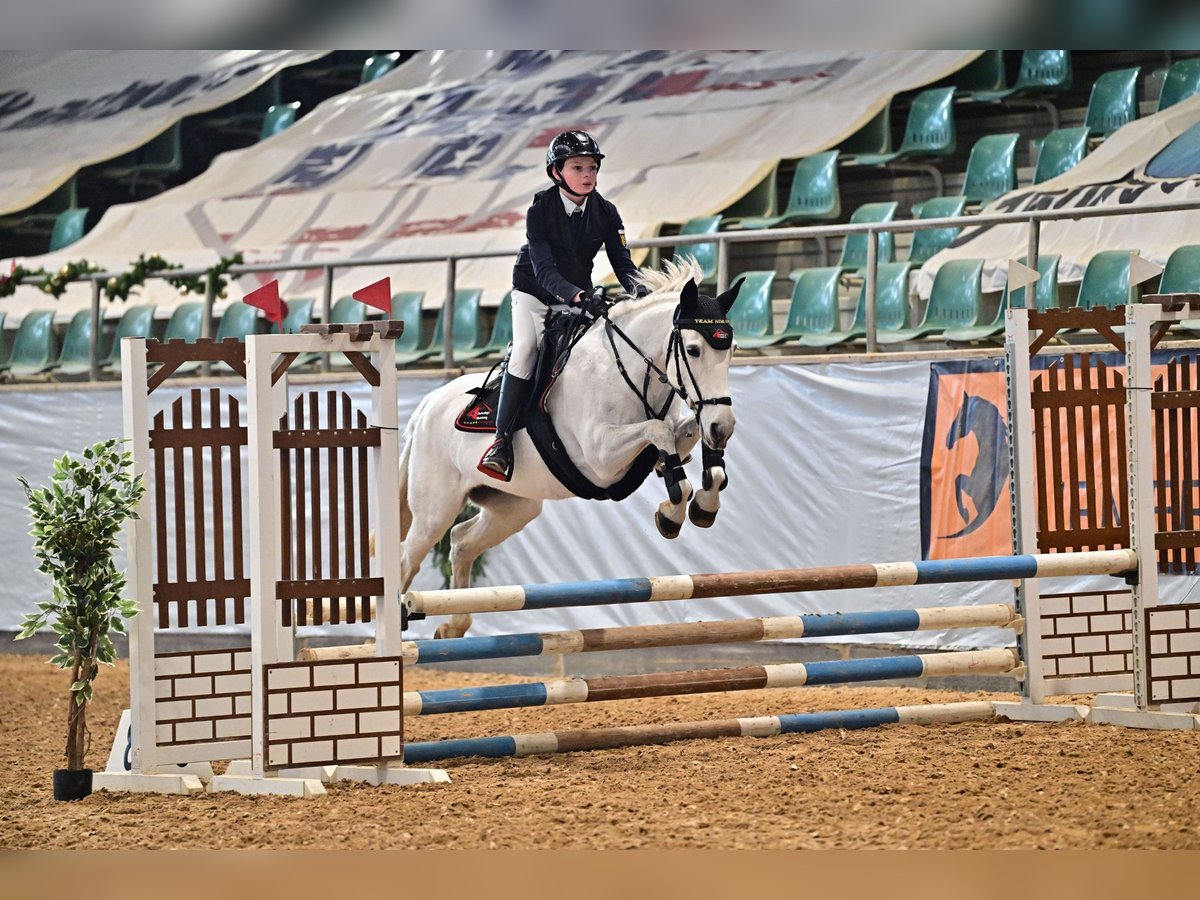More ponies/small horses Mare 15 years Grey in Mainburg