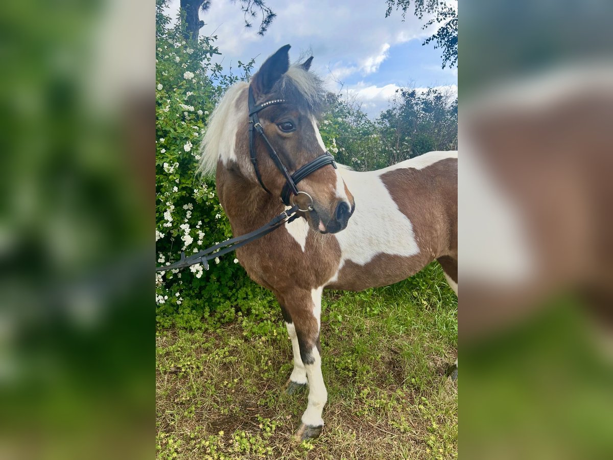 More ponies/small horses Mare 16 years 13,1 hh Pinto in Pelmberg