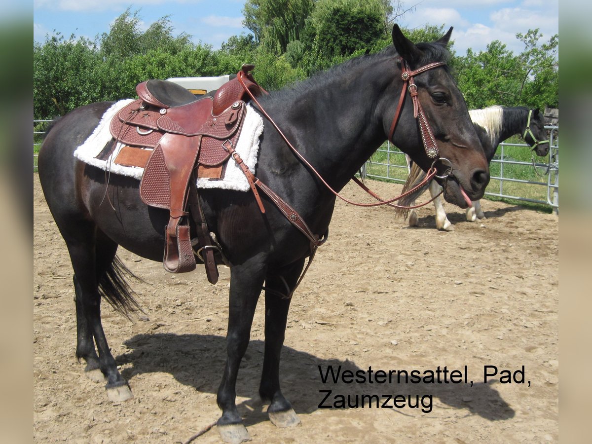More ponies/small horses Mix Mare 16 years 14,1 hh Smoky-Black in Angerm&#xFC;nde