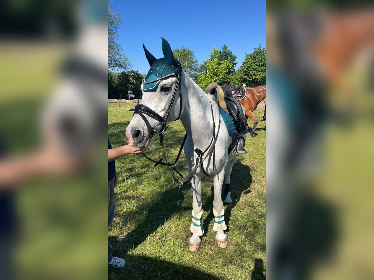 More ponies/small horses Mare 17 years 13,3 hh Grey in Emmendingen