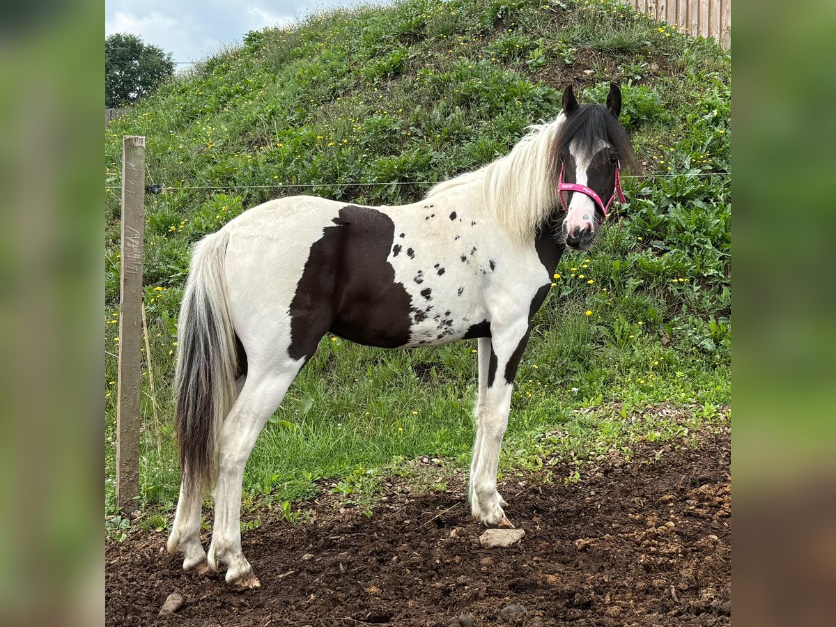 More ponies/small horses Mix Mare 1 year 13,2 hh Pinto in Daleiden
