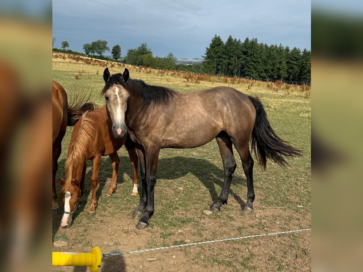 More ponies/small horses Mix Mare 1 year 15,1 hh Buckskin in Daleiden