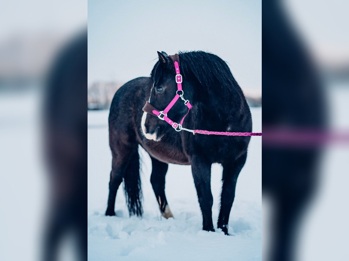 More ponies/small horses Mare 20 years 12,2 hh Black in Bad Krozingen