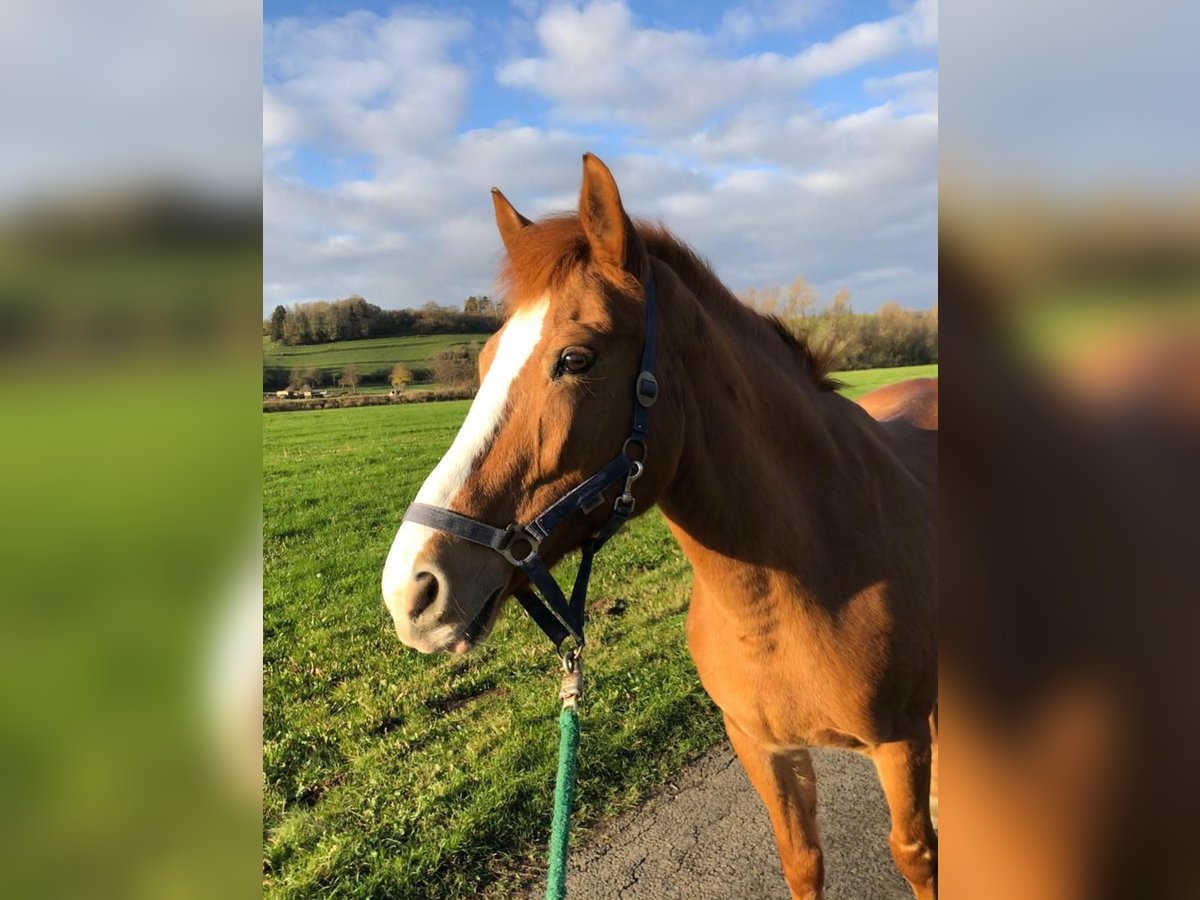 More ponies/small horses Mare 23 years 14,2 hh Chestnut-Red in Warburg