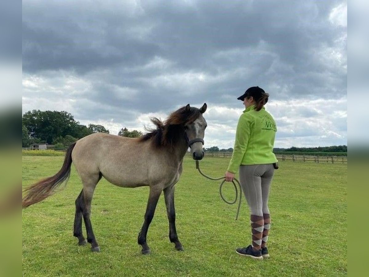 More ponies/small horses Mare 3 years 11,2 hh Brown Falb mold in Eggerm&#xFC;hlen OT Bockraden