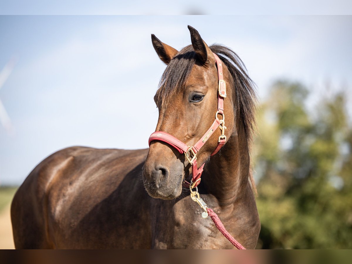 More ponies/small horses Mare 3 years 14,2 hh Bay-Dark in Bad Camberg