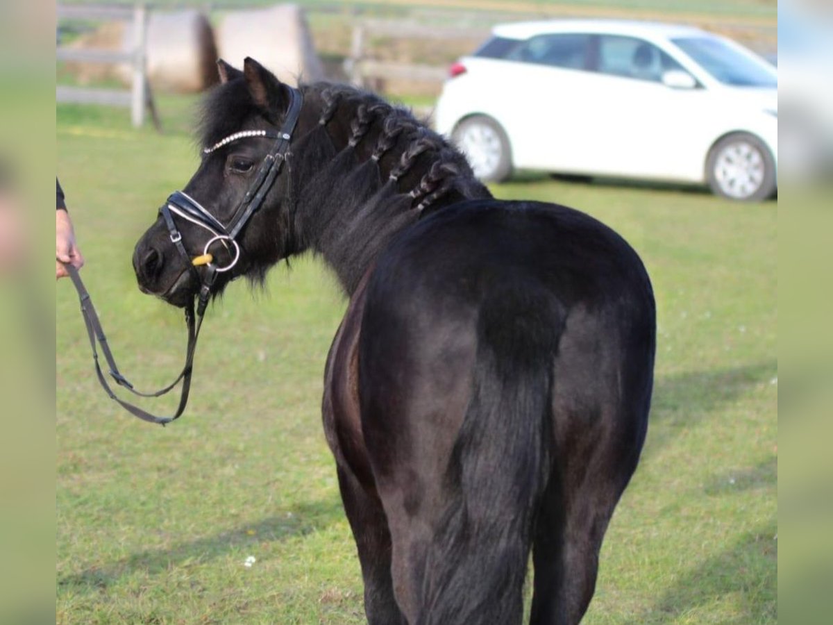 More ponies/small horses Mare 4 years 12,1 hh Black in Rechnitz