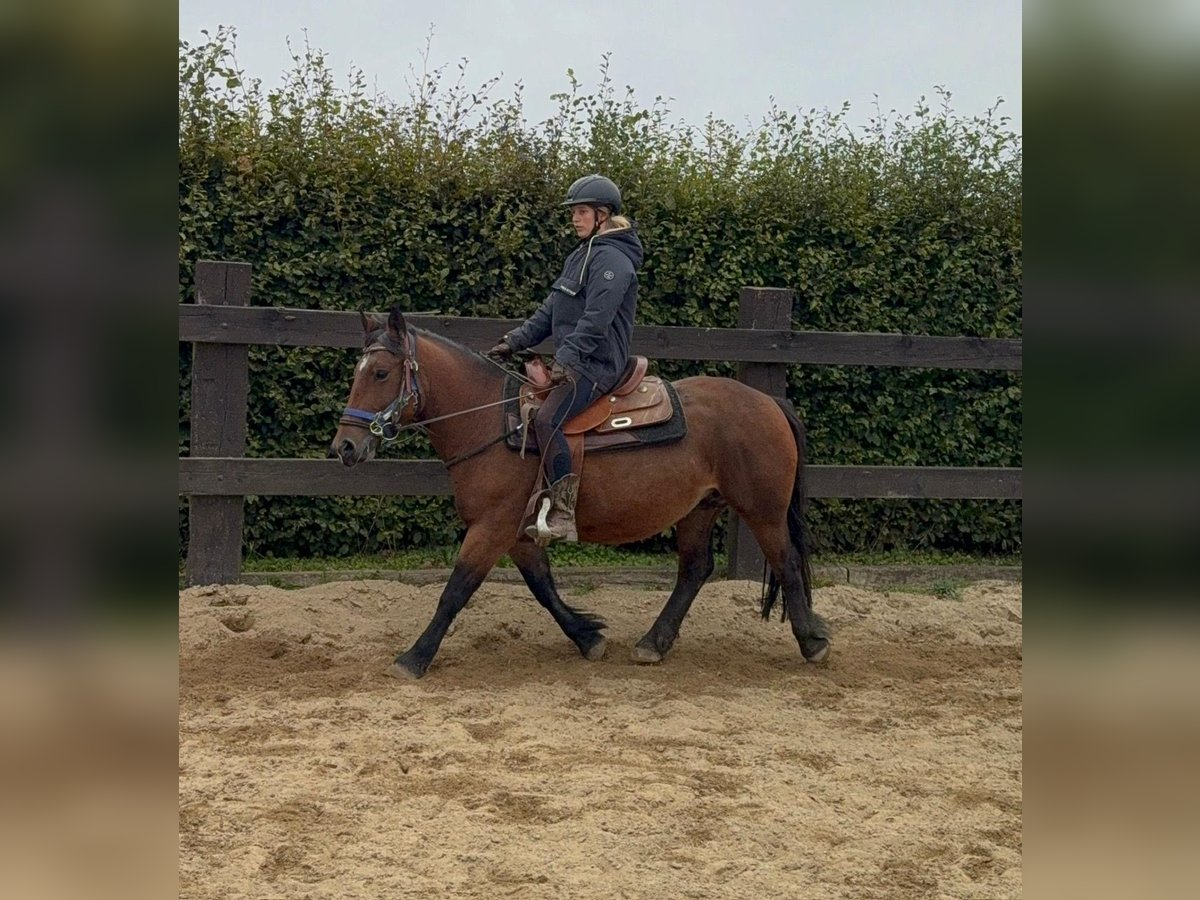 More ponies/small horses Mare 4 years 13,1 hh Brown in Daleiden