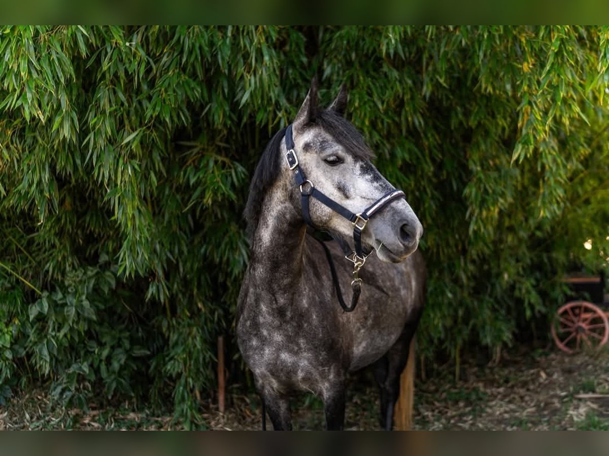 More ponies/small horses Mare 4 years 13,3 hh Grey in &#xD6;cs&#xF6;d