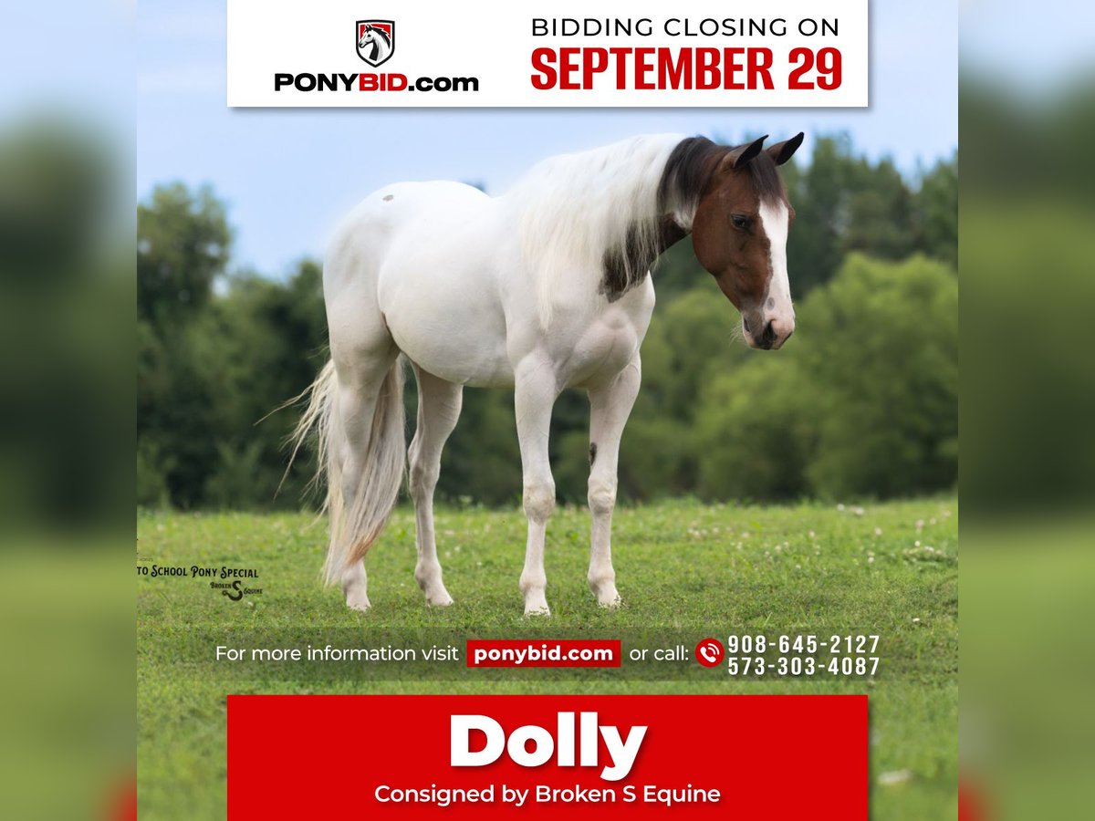 More ponies/small horses Mare 4 years 13,3 hh Pinto in Bogard
