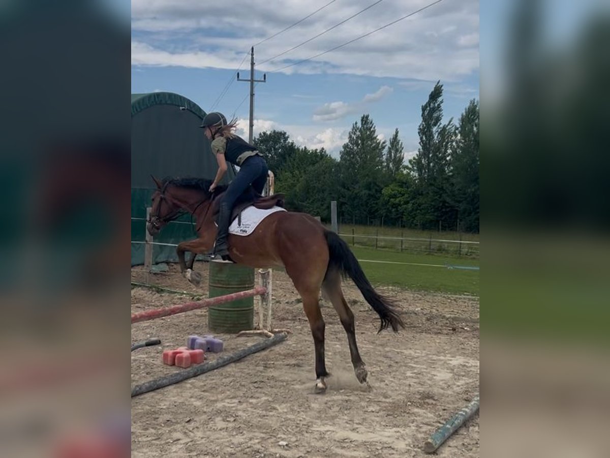 More ponies/small horses Mare 4 years 14,2 hh Brown in Uttendorf
