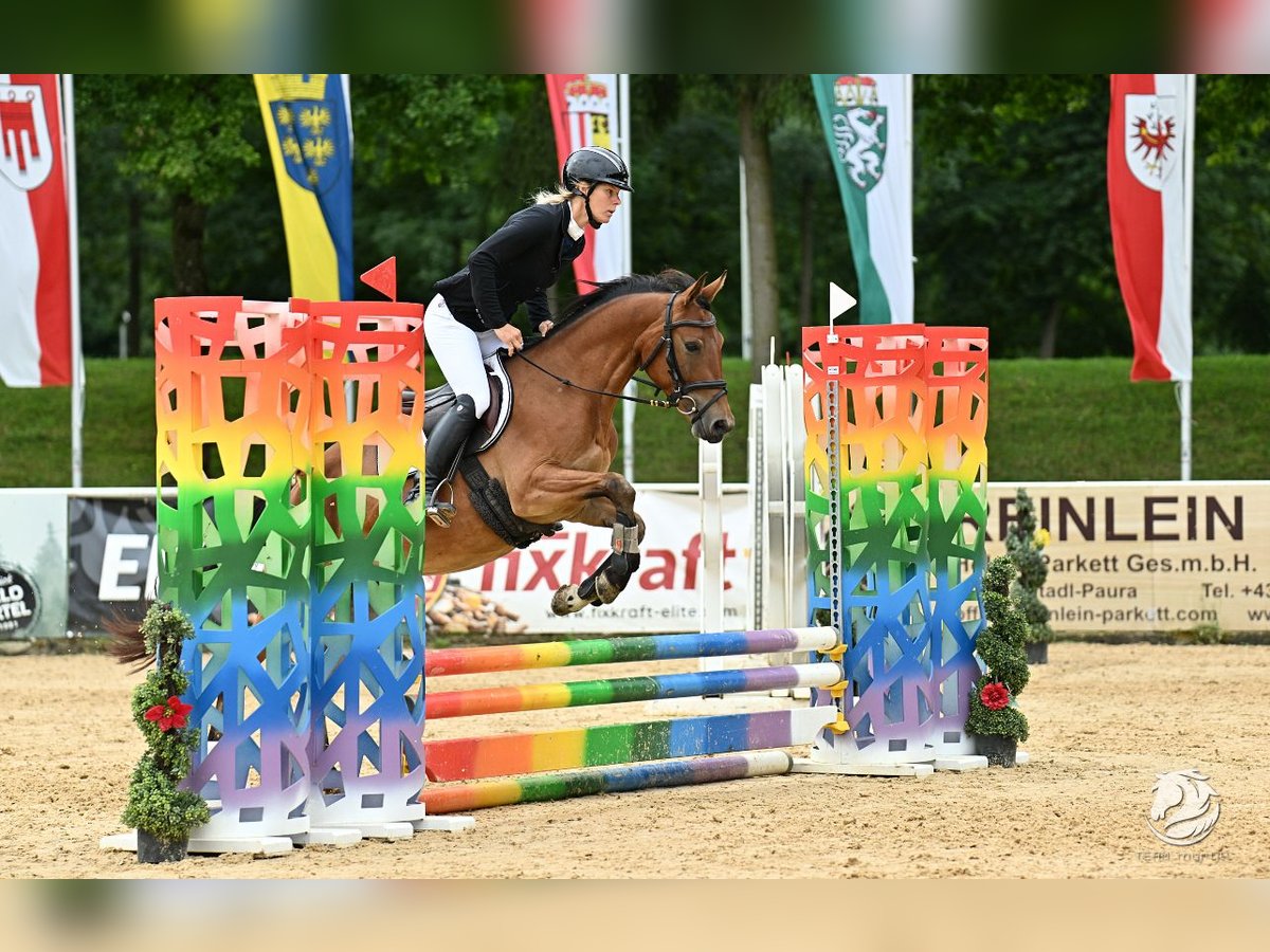 More ponies/small horses Mare 4 years 14,2 hh Brown in Uttendorf