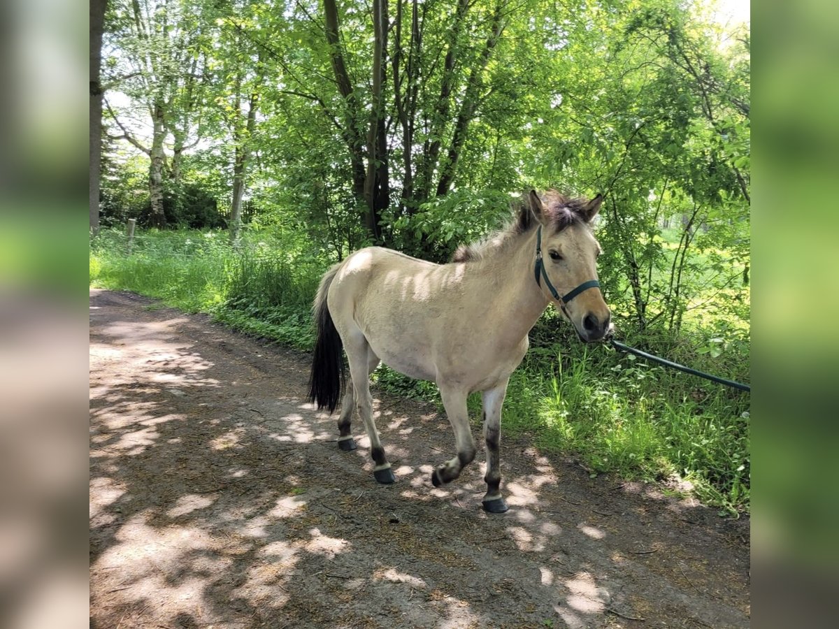 More ponies/small horses Mix Mare 5 years 12,1 hh Buckskin in Bothel