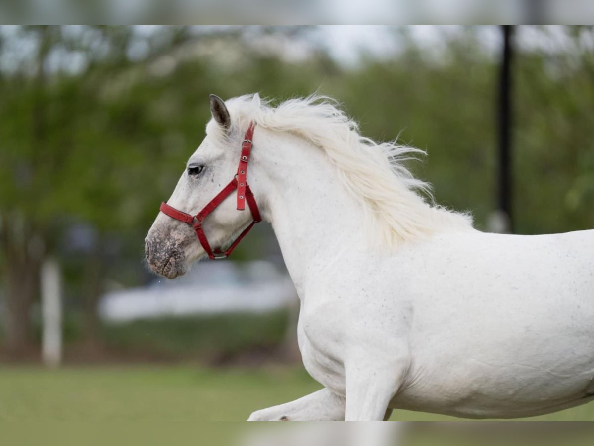 More ponies/small horses Mare 5 years 13,3 hh Gray in G&#xF6;tzendorf an der Leitha