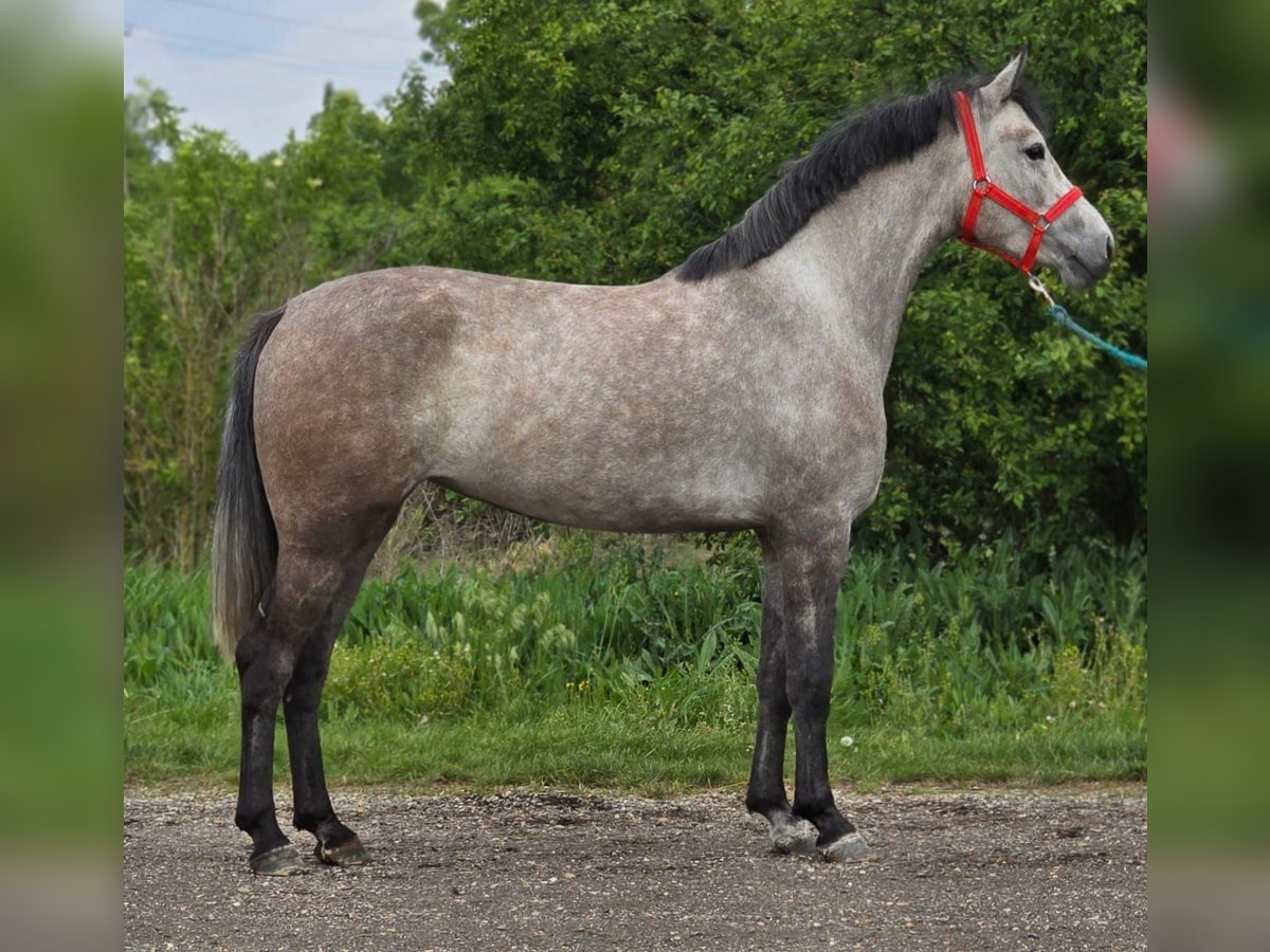 More ponies/small horses Mare 5 years 13,1 hh Grey in B&#xE9;k&#xE9;scsaba