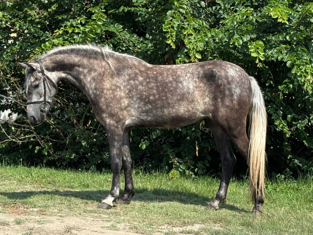 More ponies/small horses Mare 5 years 13,2 hh Gray in B&#xE9;k&#xE9;s