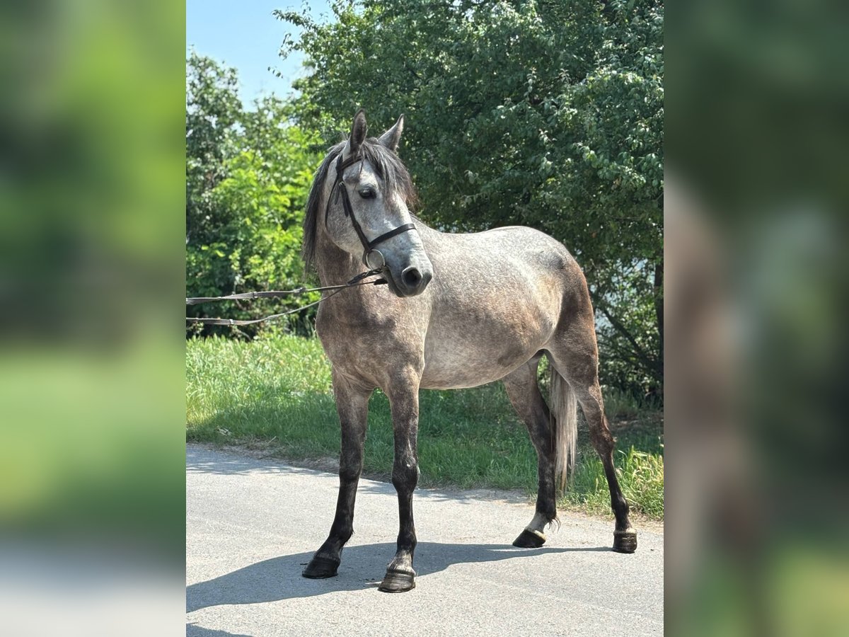 More ponies/small horses Mare 5 years 13,3 hh Gray in B&#xE9;k&#xE9;s