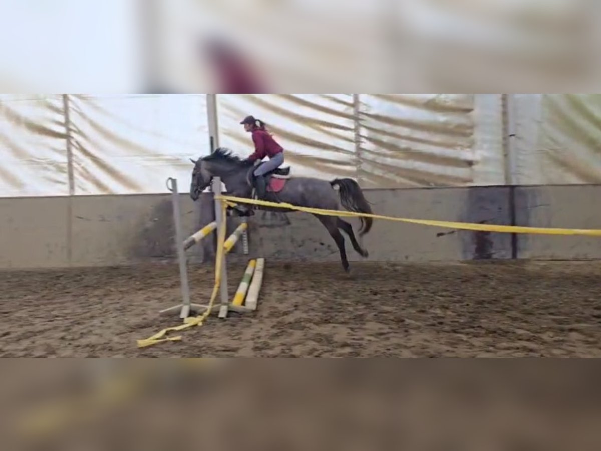 More ponies/small horses Mare 5 years 14,2 hh Grey-Red-Tan in B&#xE9;k&#xE9;scsaba