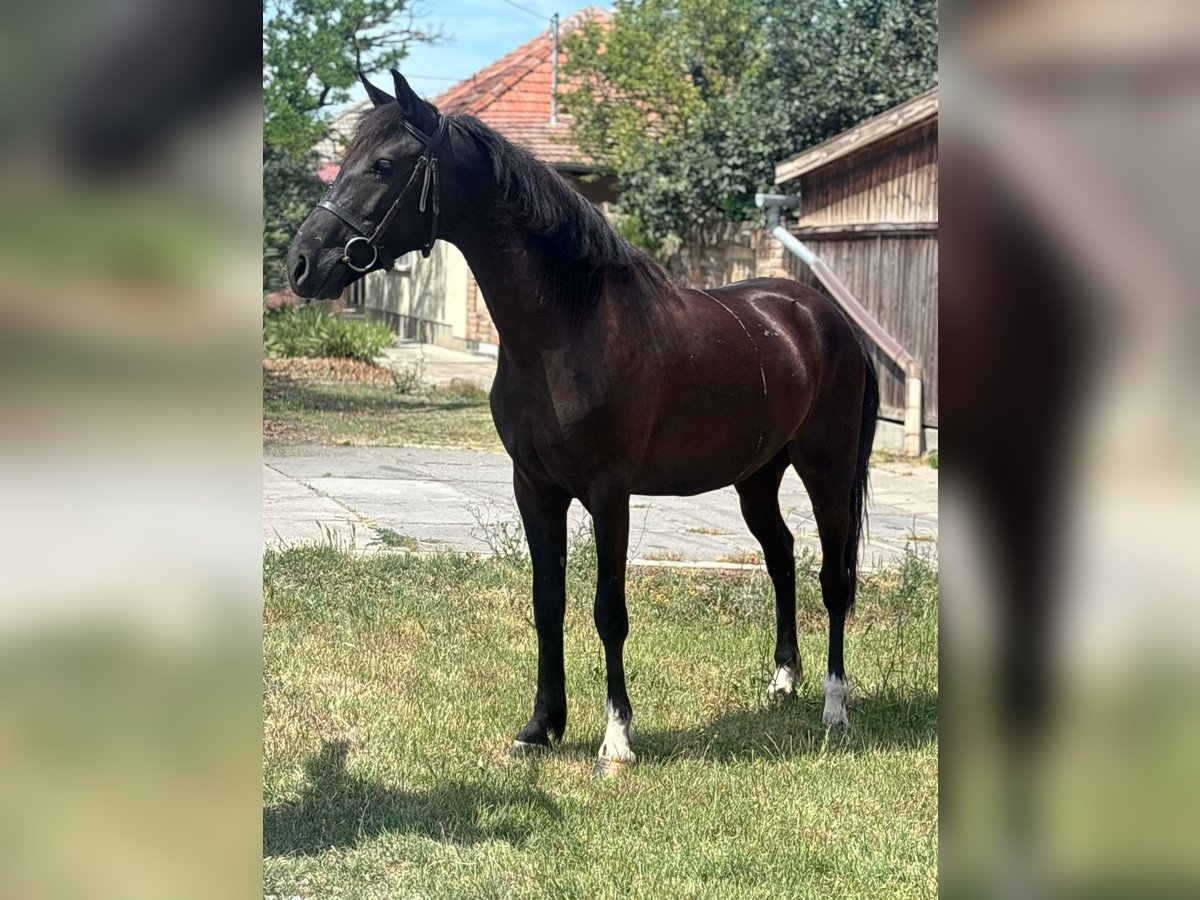 More ponies/small horses Mare 5 years 14 hh Black in B&#xE9;k&#xE9;s