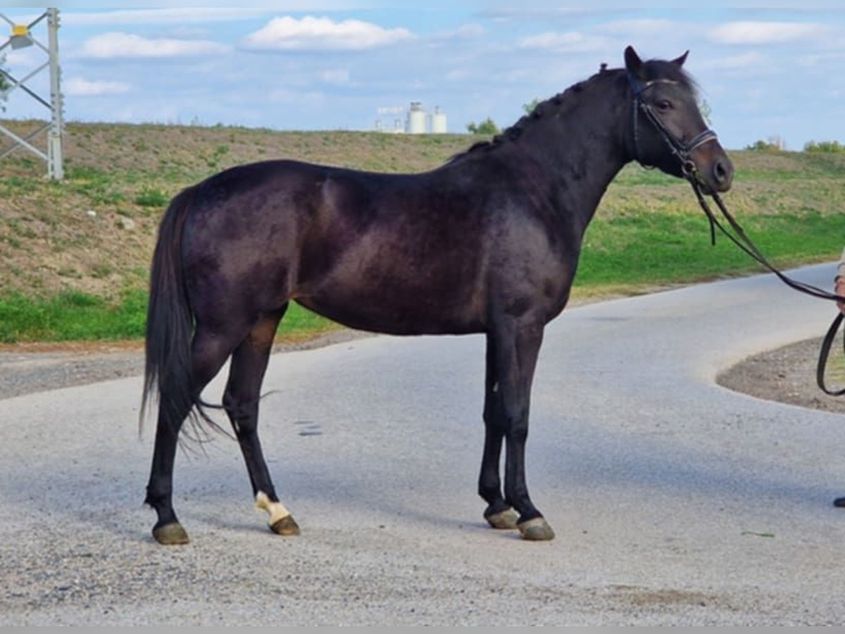More ponies/small horses Mare 5 years 14,1 hh Bay-Dark in Gyula
