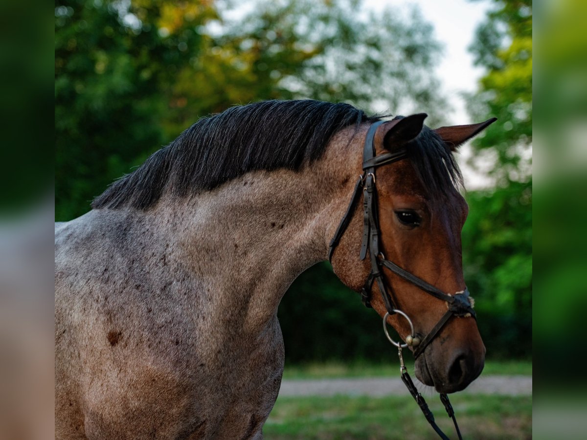 More ponies/small horses Mare 5 years 14,1 hh Roan-Red in Mez&#x151;hegyes