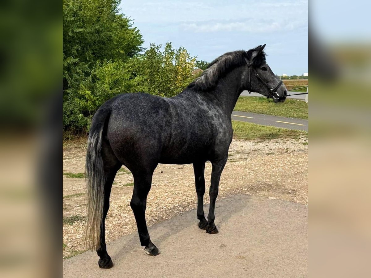 More ponies/small horses Mare 5 years 14,2 hh Grey-Dapple in Gyula More ponies/small horses Mare 5 years 14,2 hh Grey-Dapple in Gyula