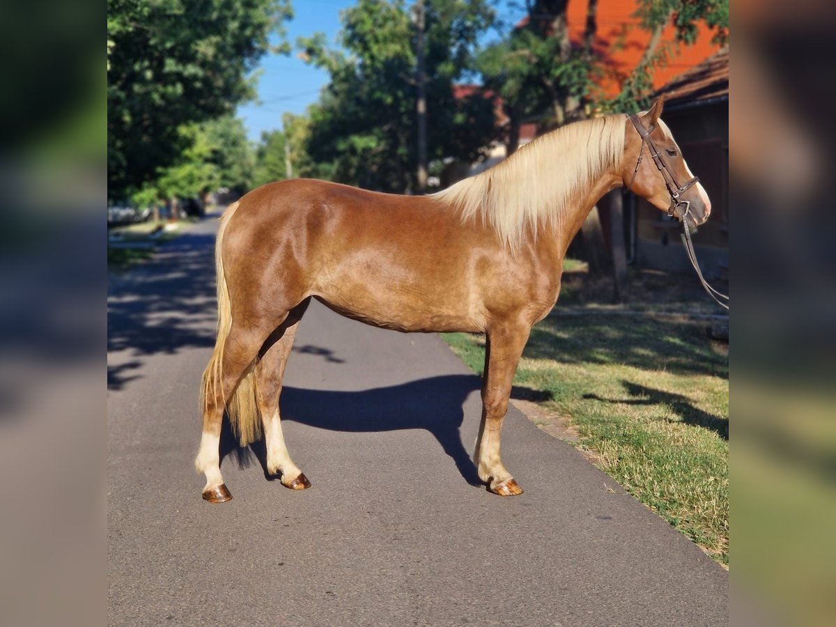 More ponies/small horses Mare 5 years 14,3 hh Chestnut-Red in B&#xE9;k&#xE9;scsaba
