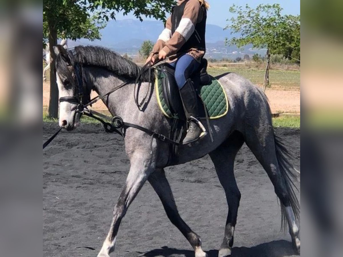 More ponies/small horses Mare 5 years 14,3 hh Grey in Sabadell More ponies/small horses Mare 5 years 14,3 hh Grey in Sabadell