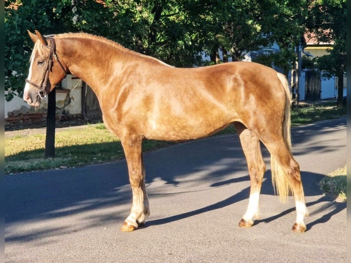 More ponies/small horses Mix Mare 5 years 14,3 hh Palomino in B&#xE9;k&#xE9;scsaba
