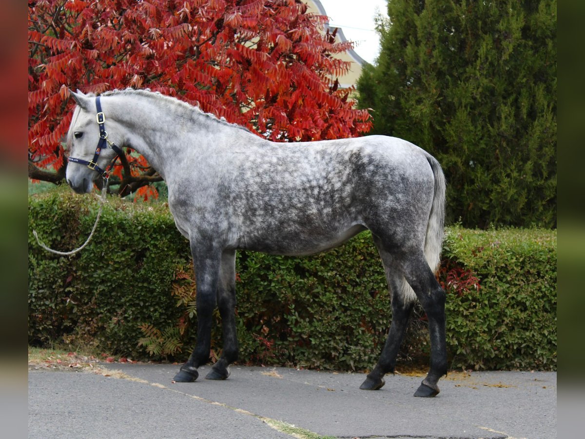More ponies/small horses Mare 5 years 15 hh Grey in B&#xE9;k&#xE9;s