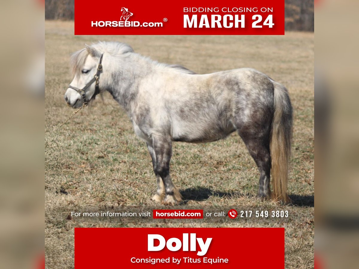 More ponies/small horses Mare 5 years 9,1 hh Gray in Brownstown, IL