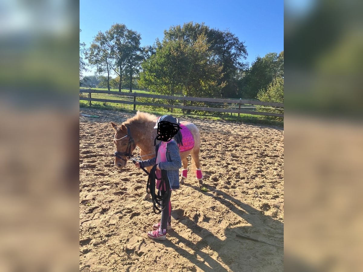 More ponies/small horses Mix Mare 6 years 11 hh in Bunde