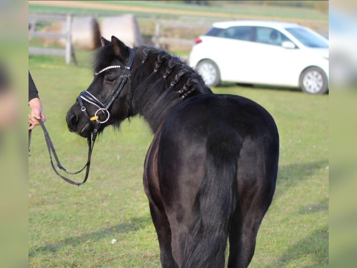 More ponies/small horses Mare 6 years 12,1 hh Black in Rechnitz