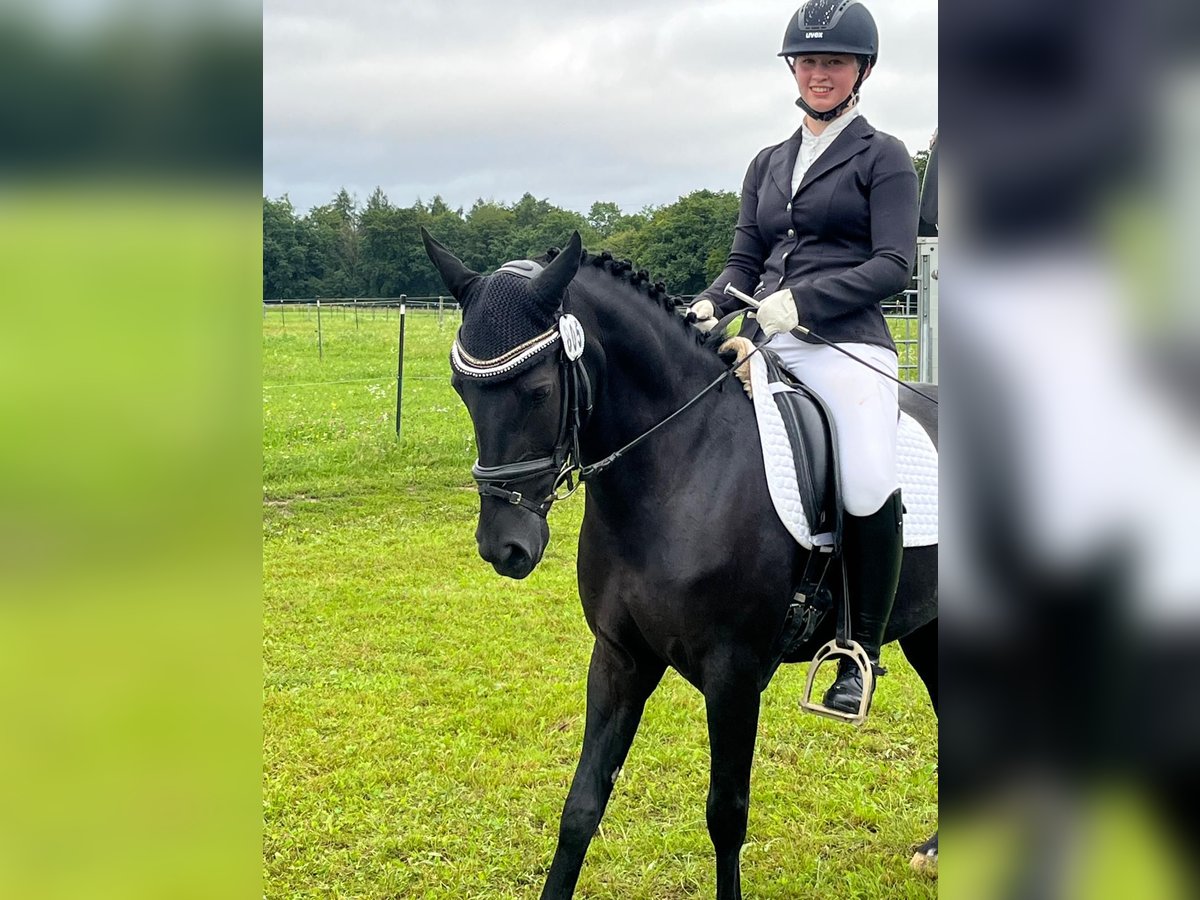 More ponies/small horses Mare 6 years 13,2 hh Black in Marktl