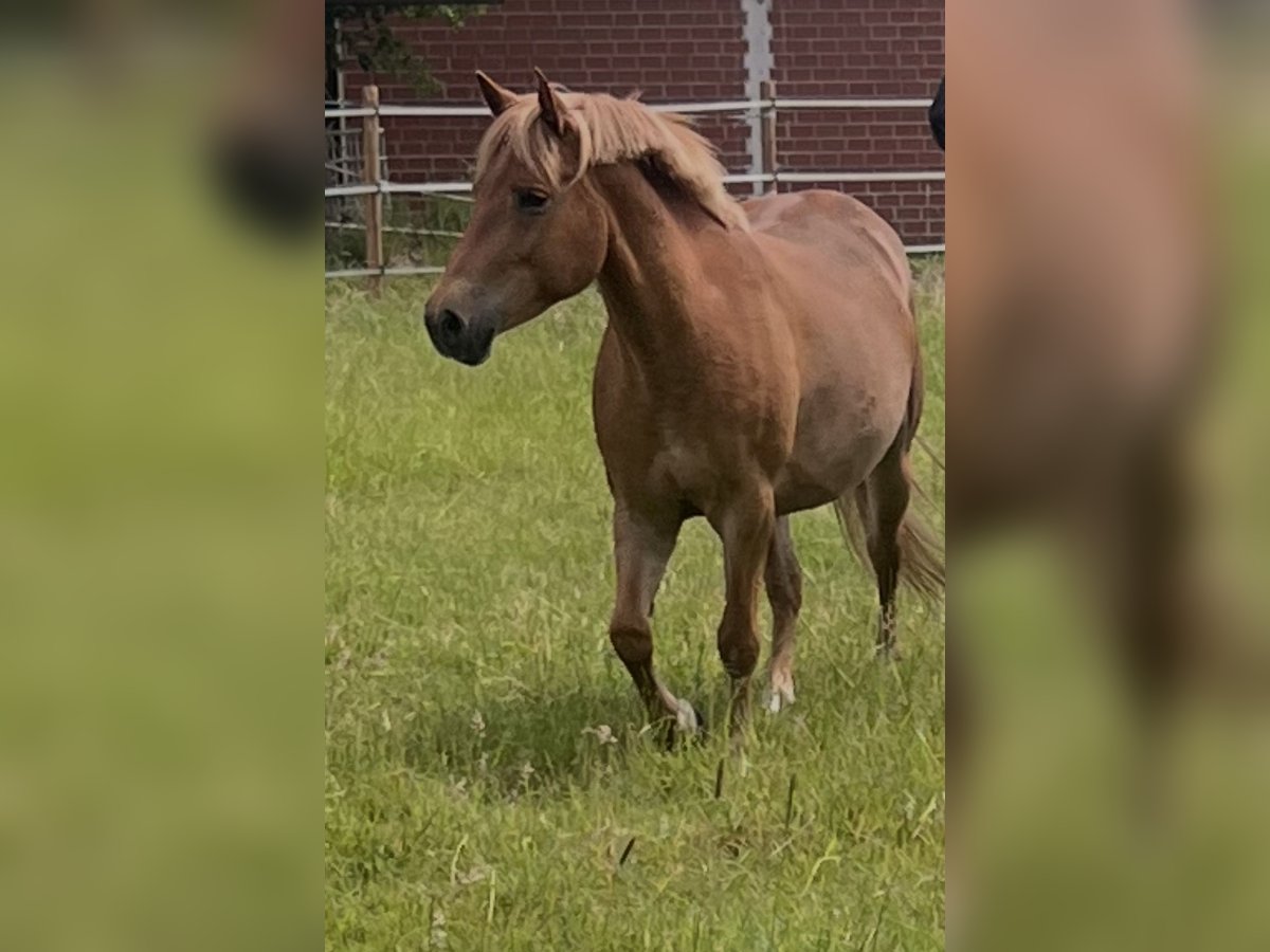 More ponies/small horses Mix Mare 6 years 13,2 hh Chestnut-Red in Dorsten