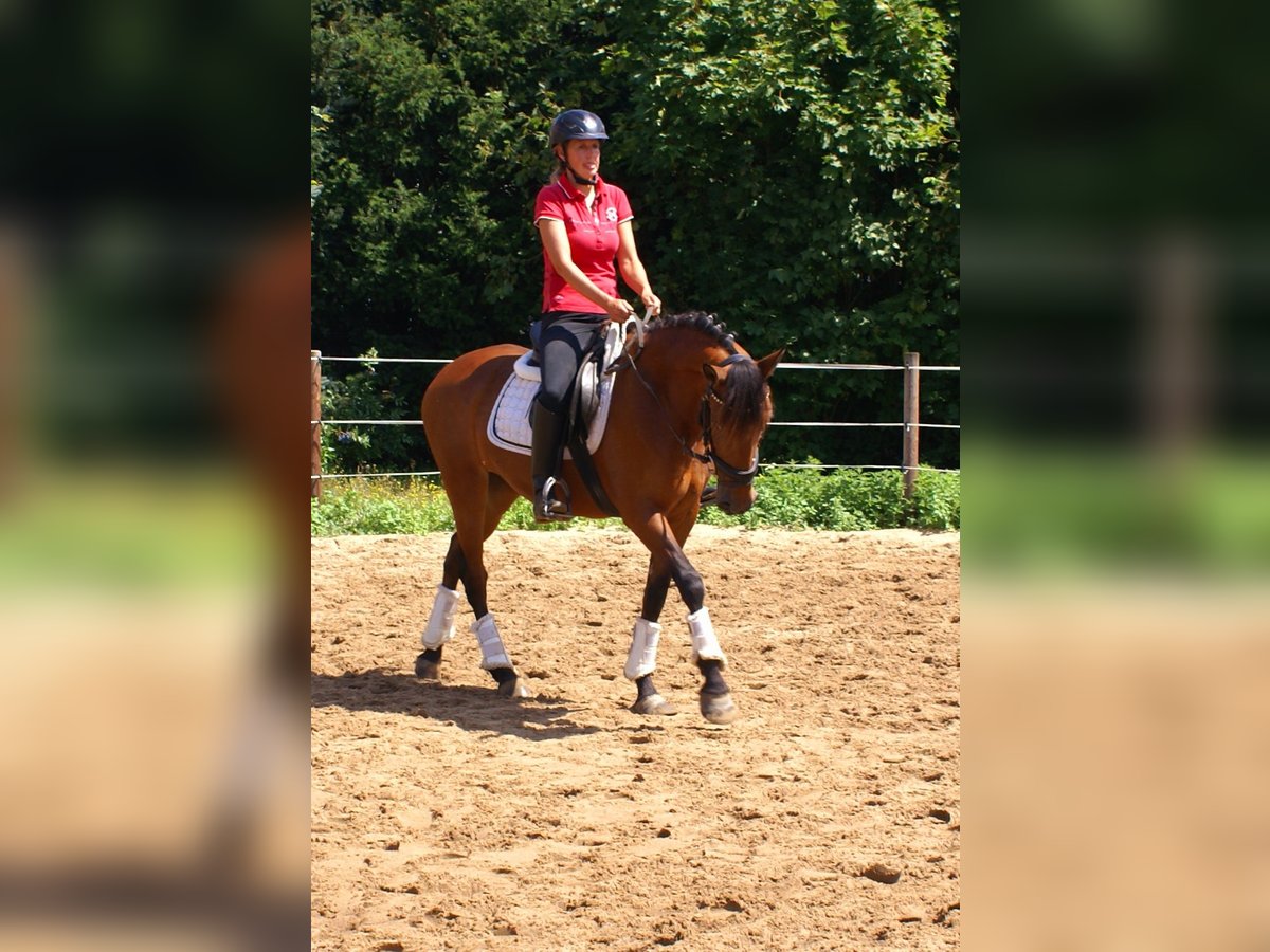 More ponies/small horses Mare 6 years 14,1 hh Brown in Velpke