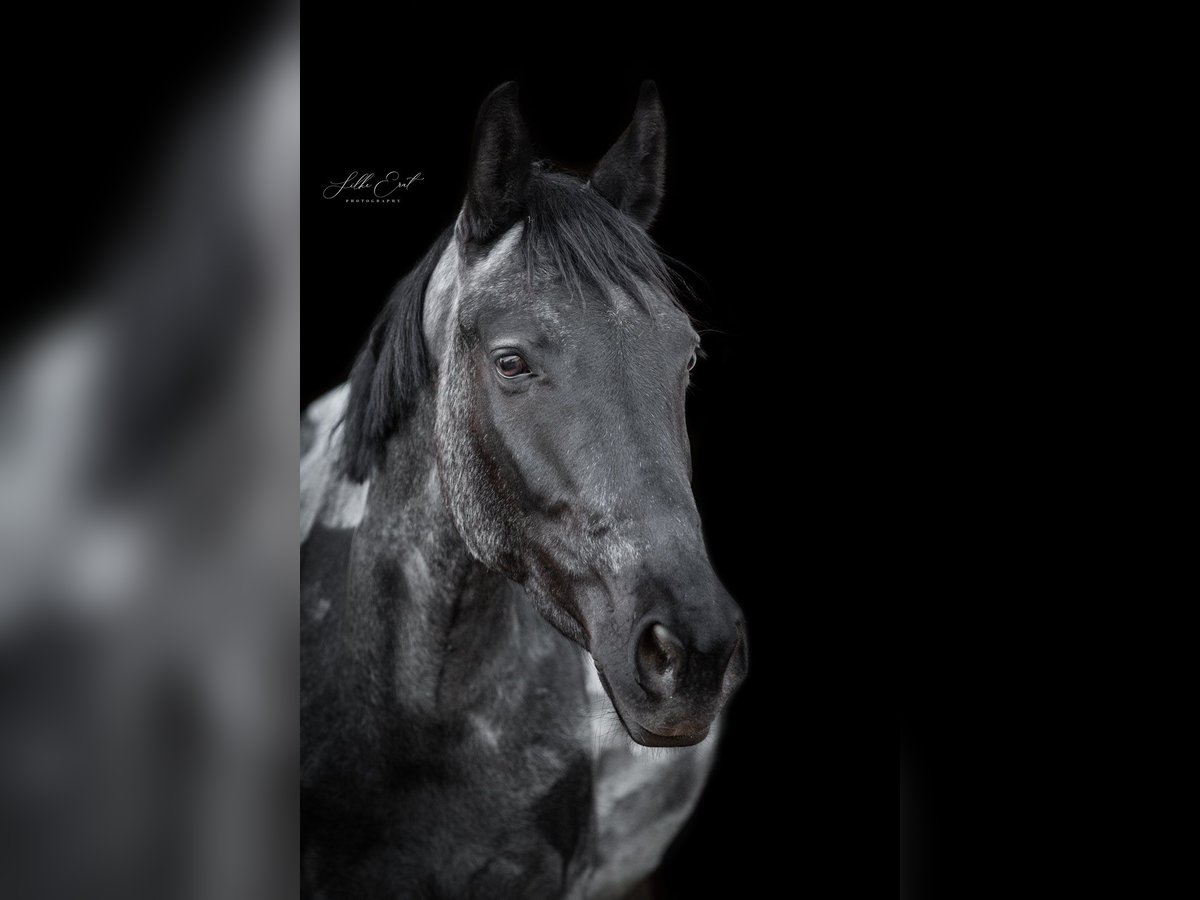 More ponies/small horses Mare 6 years 14,1 hh Roan-Blue in K&#xF6;nigsbach-Stein