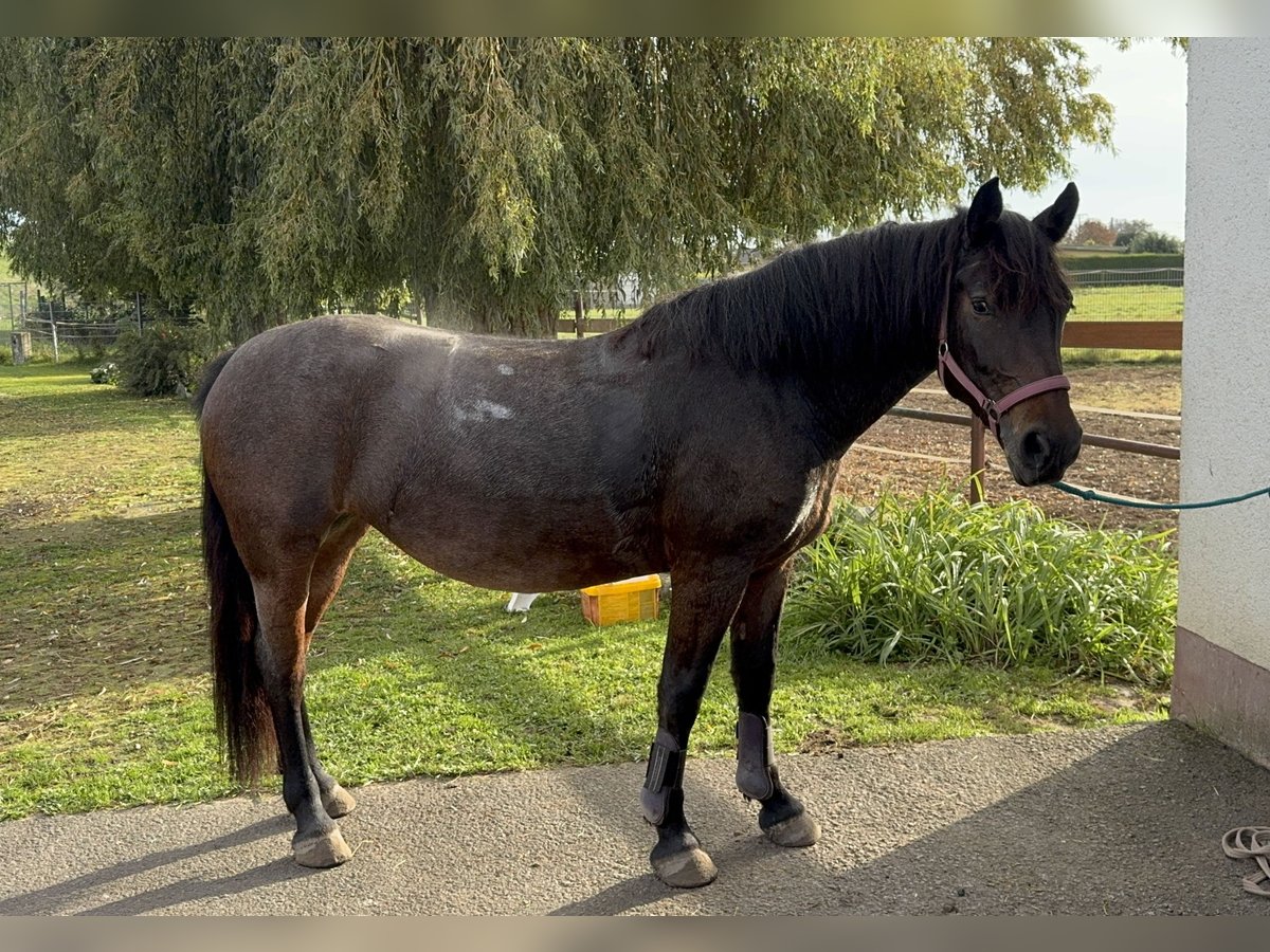 More ponies/small horses Mix Mare 6 years 14,3 hh Dun in Bürstadt More ponies/small horses Mix Mare 6 years 14,3 hh Dun in Bürstadt