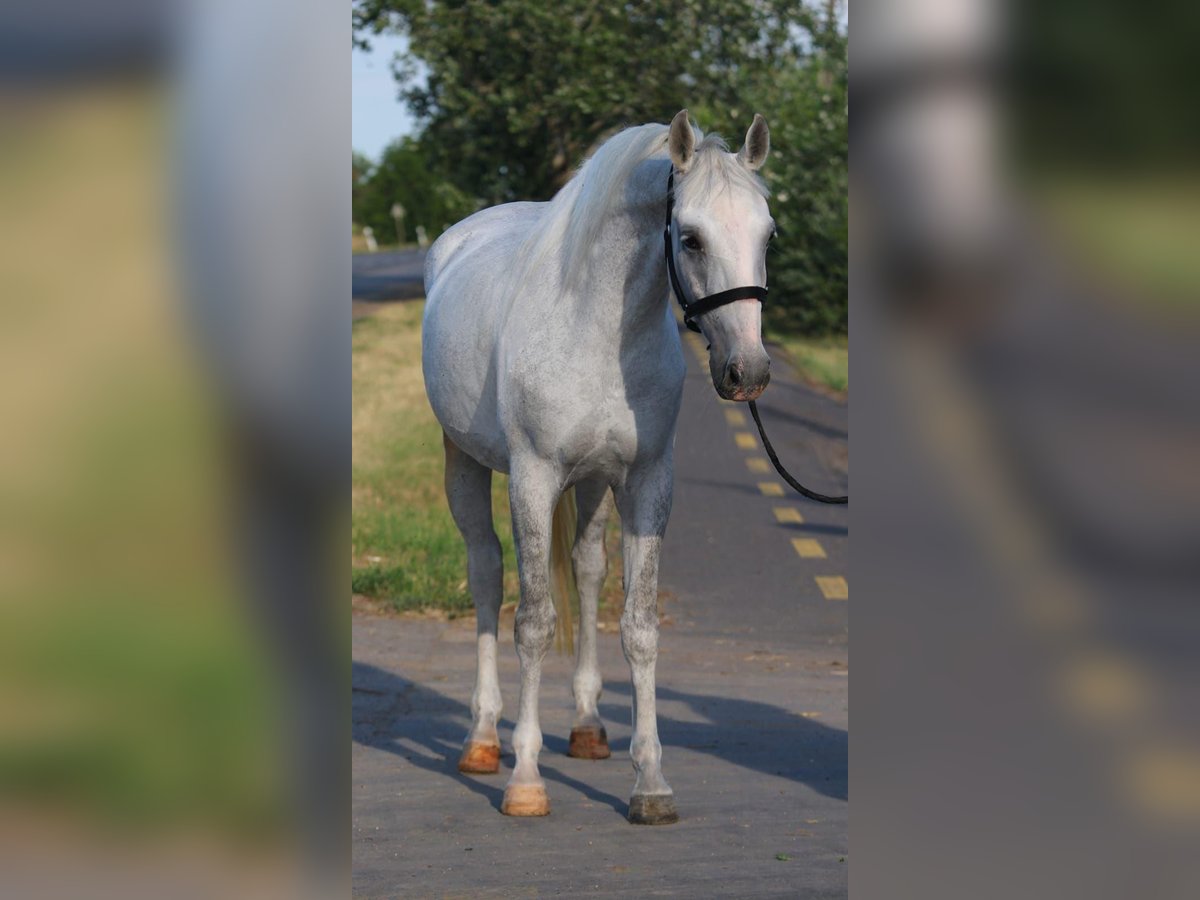 More ponies/small horses Mare 6 years 15,1 hh Grey in Gyula