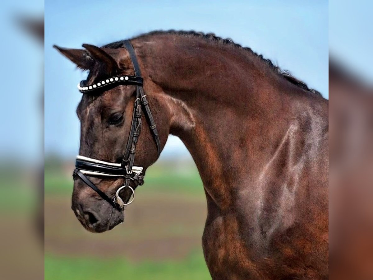 More ponies/small horses Mix Mare 7 years 14,1 hh Chestnut in B&#xE9;k&#xE9;scsaba