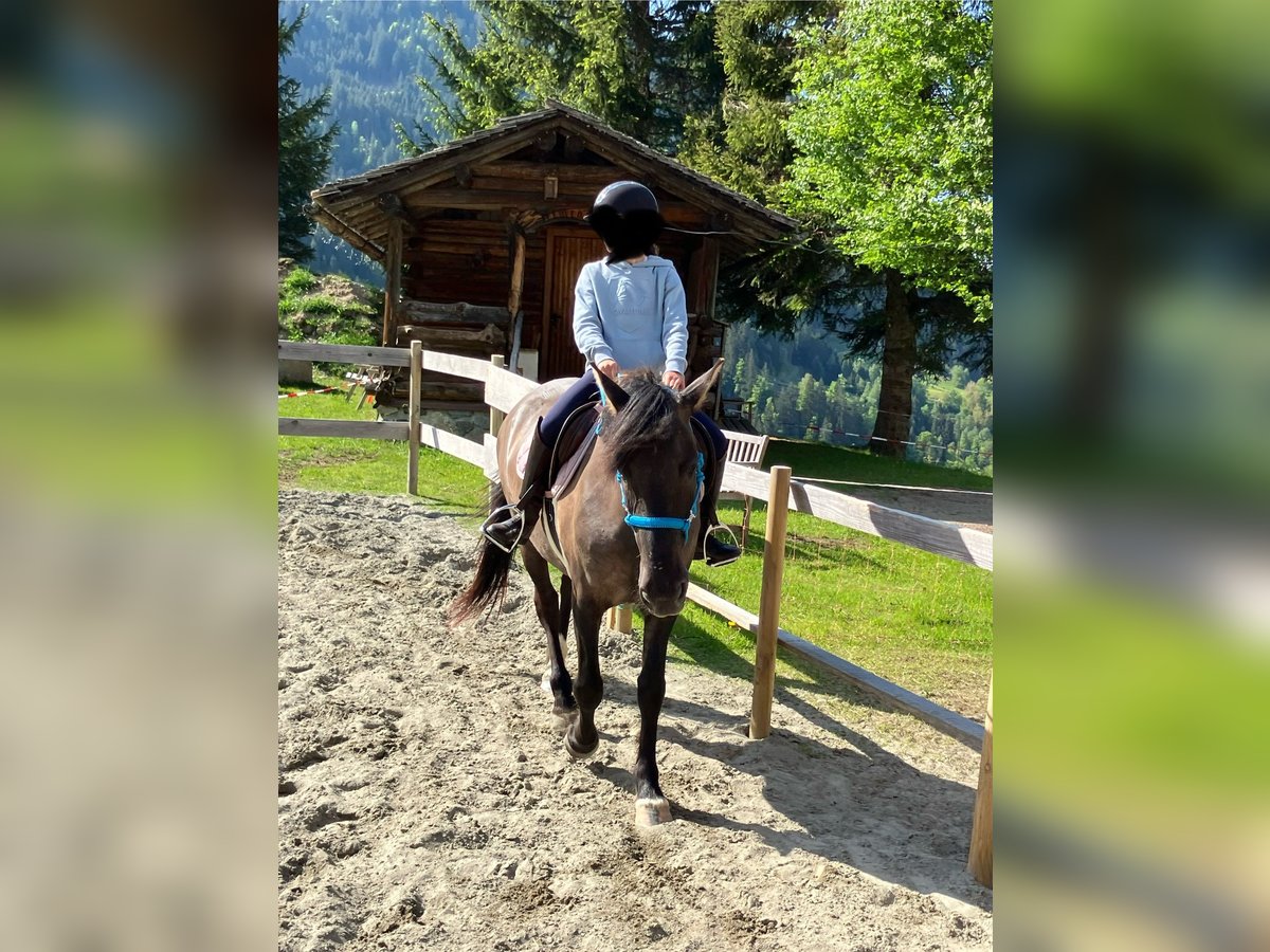 More ponies/small horses Mare 7 years 14,1 hh Dun in St. Gallenkirch