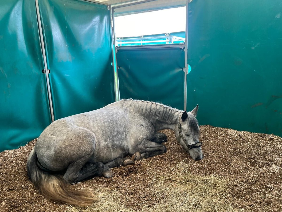 More ponies/small horses Mare 7 years 14,1 hh Grey-Dapple in Rosegg