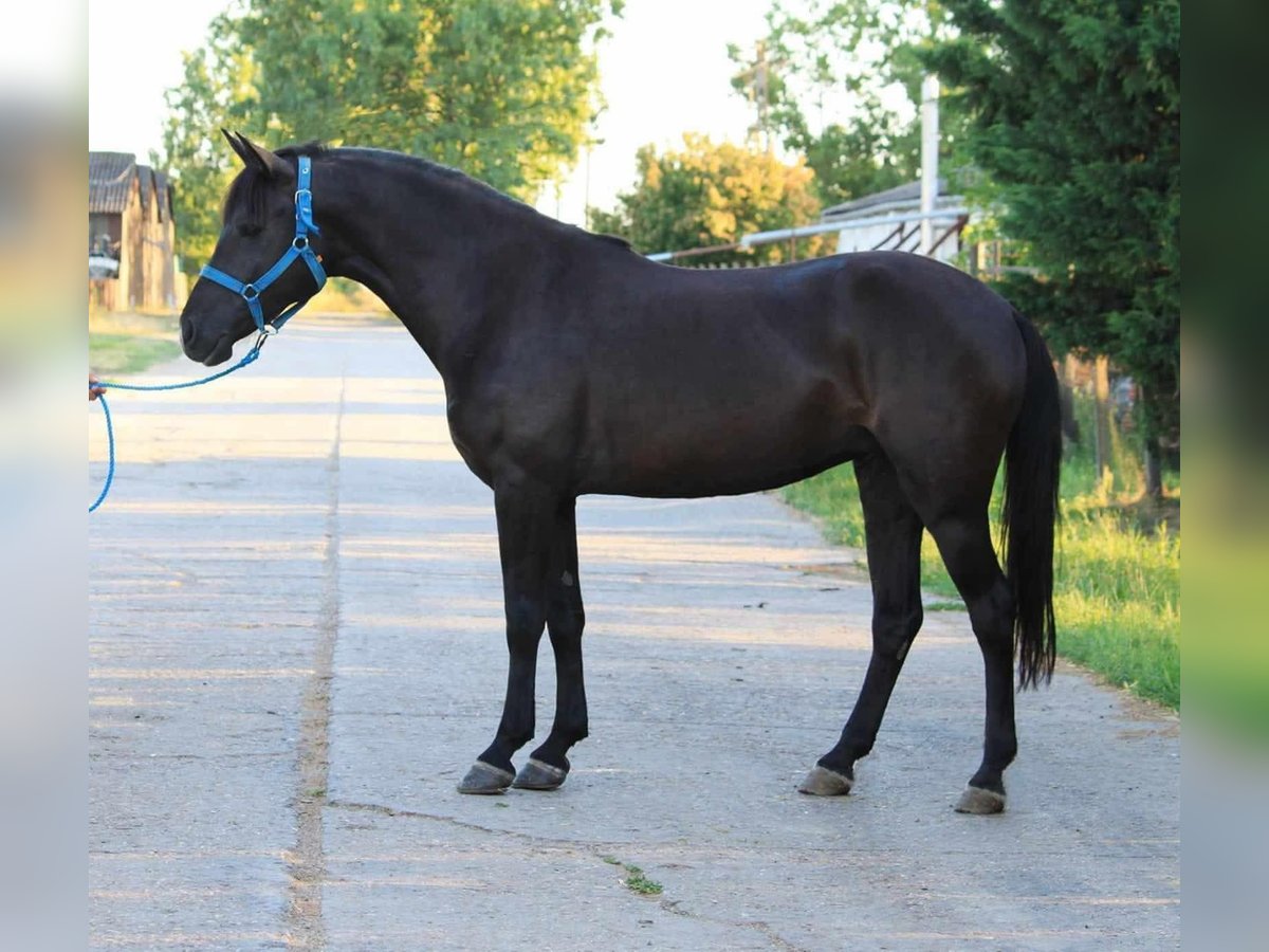 More ponies/small horses Mare 7 years 14,2 hh Black in Gyula