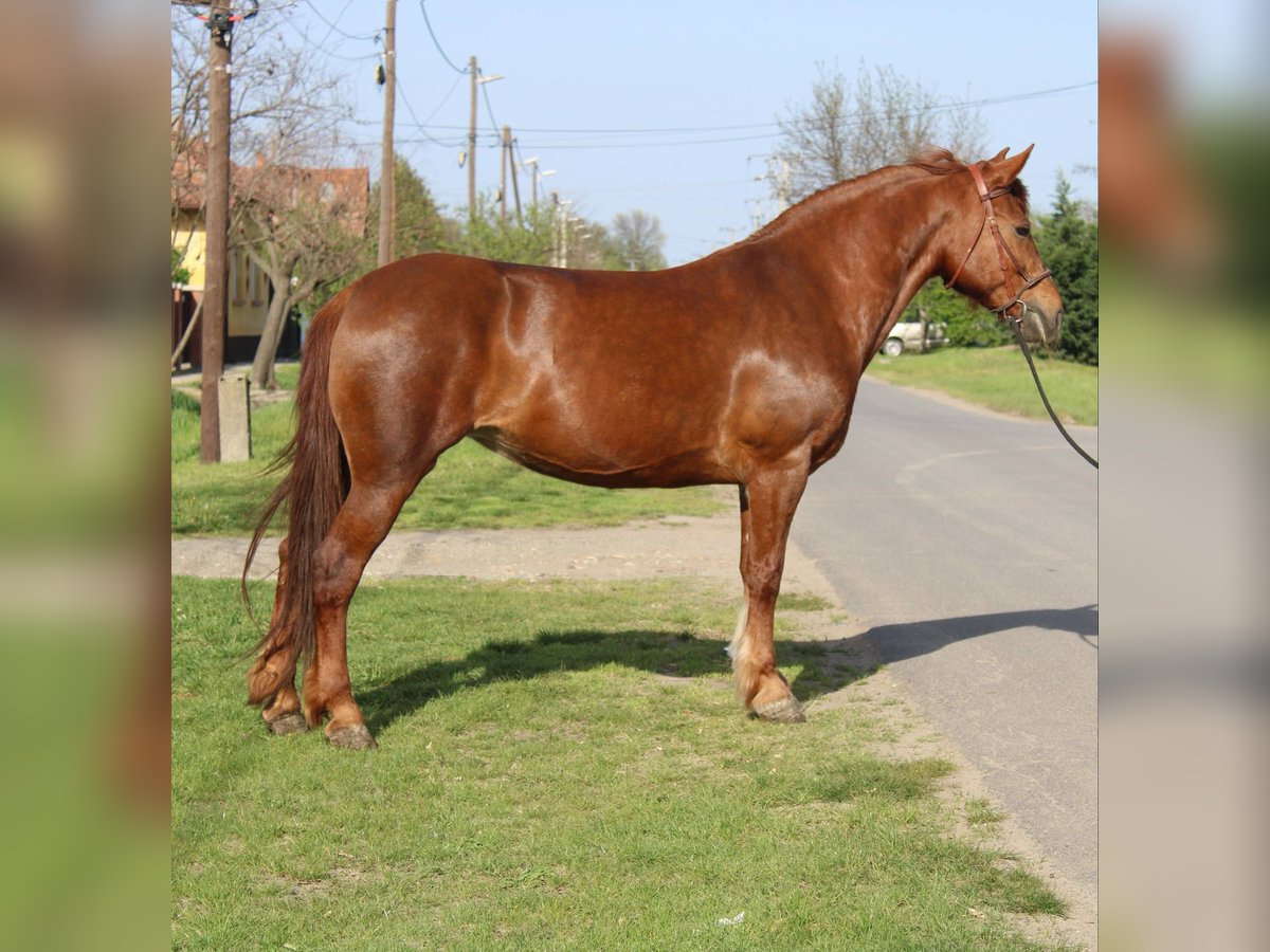 More ponies/small horses Mare 7 years 15 hh Chestnut-Red in Békés More ponies/small horses Mare 7 years 15 hh Chestnut-Red in Békés