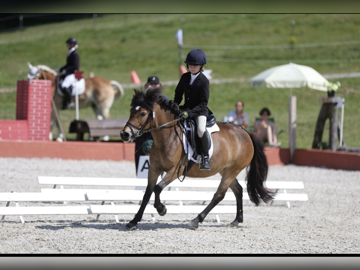 More ponies/small horses Mare 8 years 12 hh Brown in Mieming
