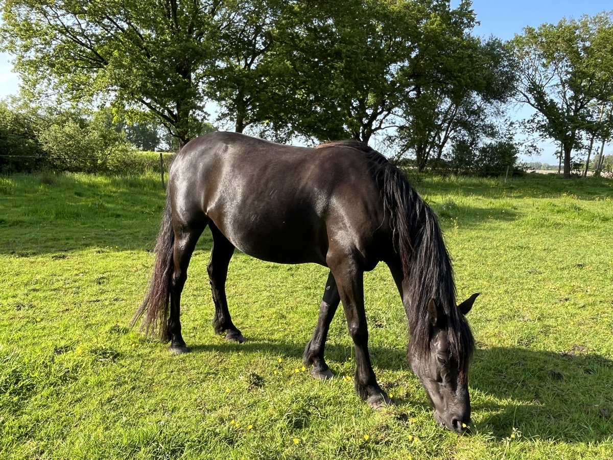 More ponies/small horses Mare 9 years 14,1 hh Black in Wiefelstede More ponies/small horses Mare 9 years 14,1 hh Black in Wiefelstede