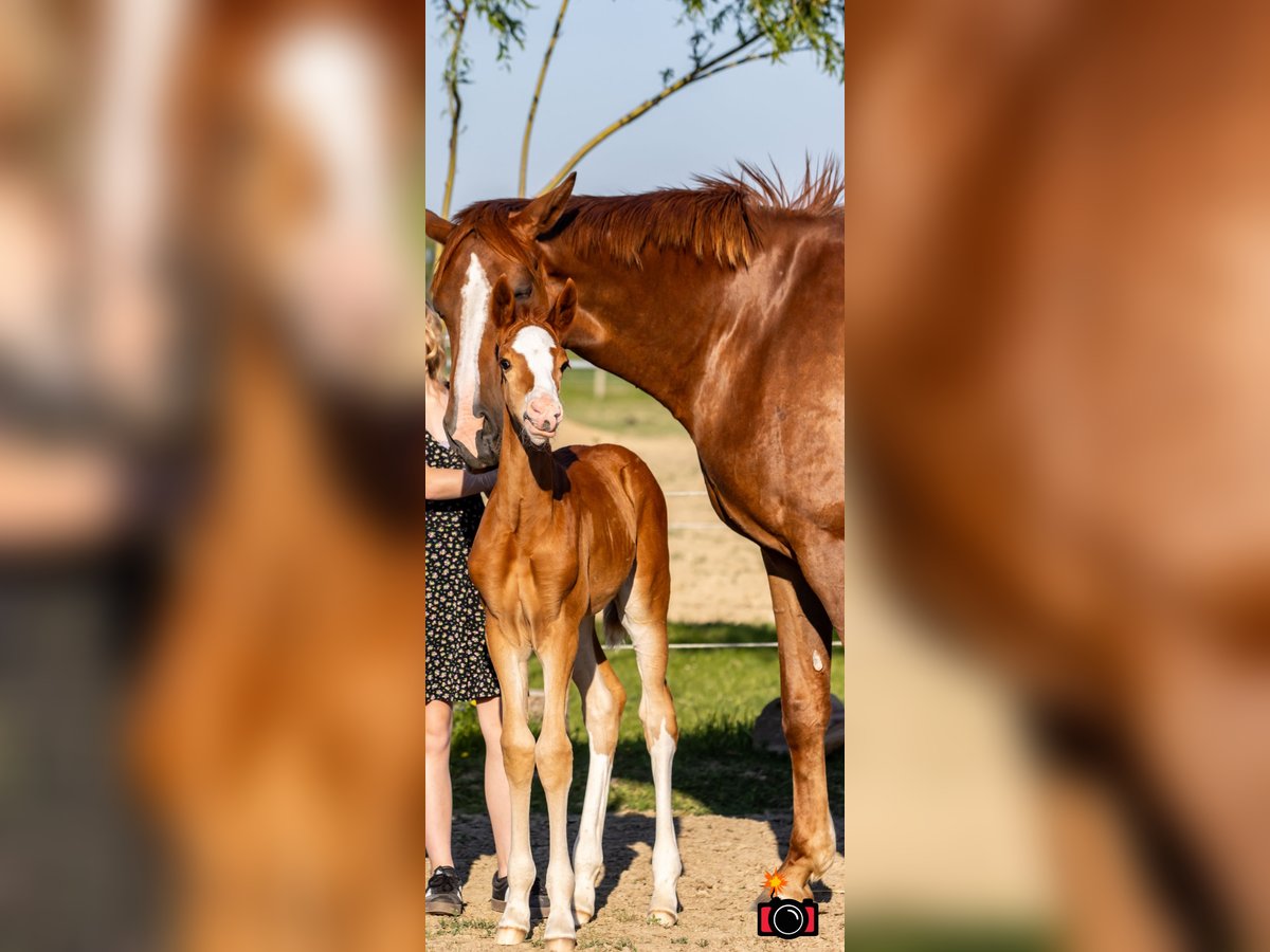More ponies/small horses Mare  15,3 hh Chestnut-Red in Weistrach
