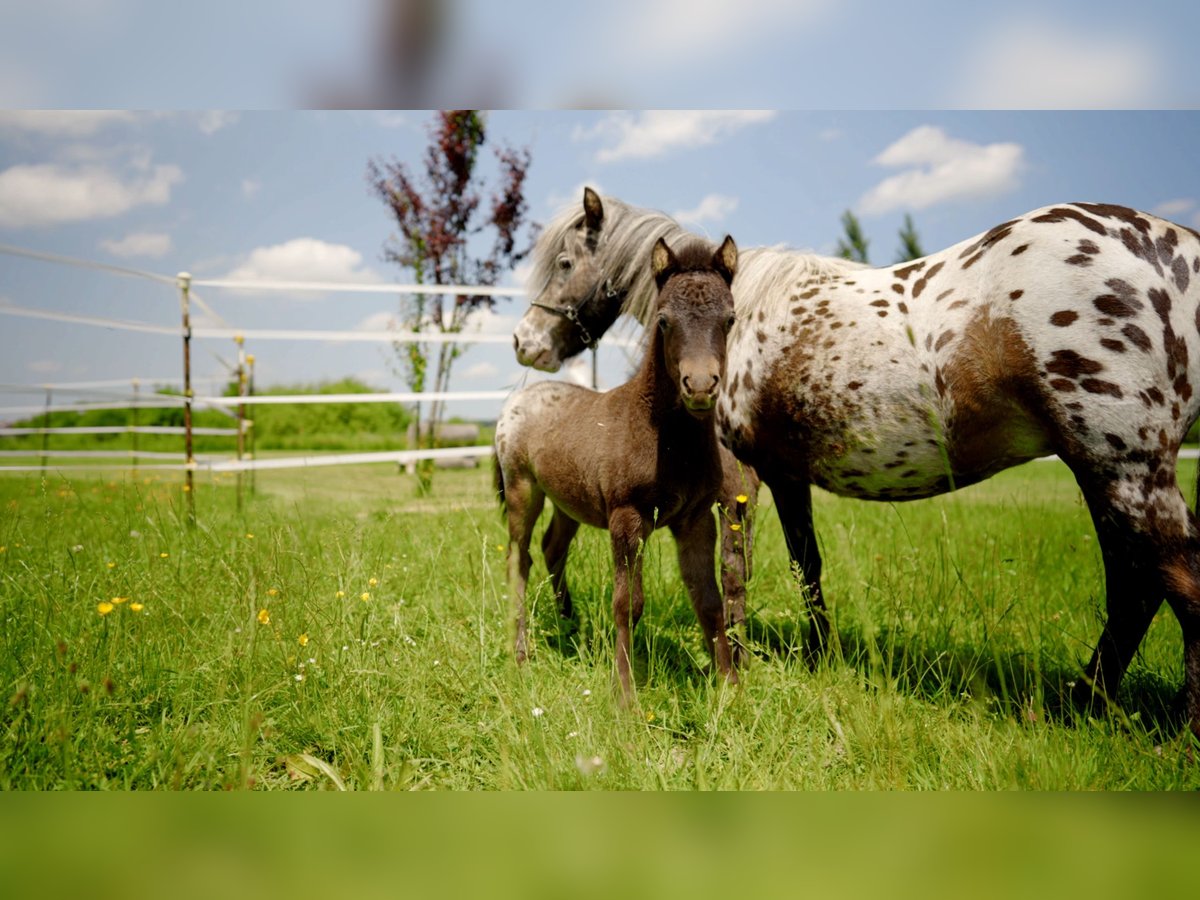 More ponies/small horses Mare Foal (04/2025) 8,3 hh Leopard-Piebald in Aitrang