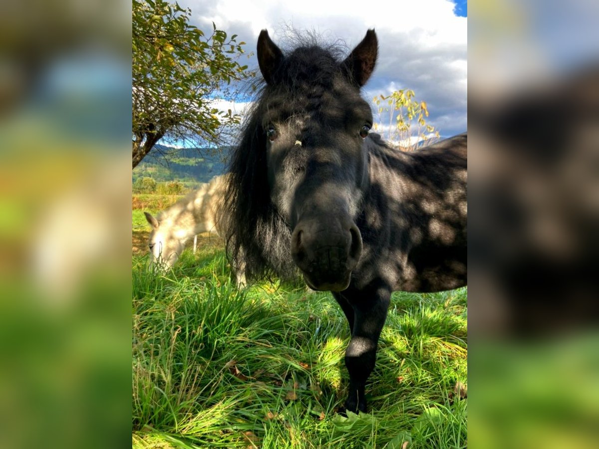 More ponies/small horses Stallion 11 years 10,2 hh Black in Paternion More ponies/small horses Stallion 11 years 10,2 hh Black in Paternion
